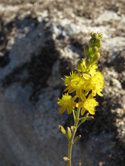 Bulbine cepacea