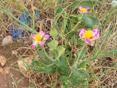 Cistus heterophyllus