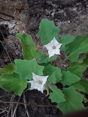 Exodeconus miersii