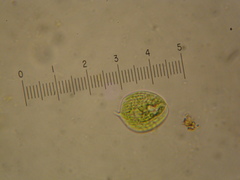 Phacus circulatus