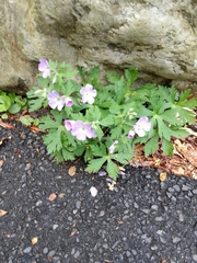 Geranium maculatum
