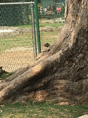 Otospermophilus variegatus