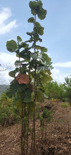 Coccoloba latifolia, photograph 6