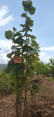 Coccoloba latifolia, photograph author not stated, no rights reserved