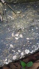 Gigantiops destructor