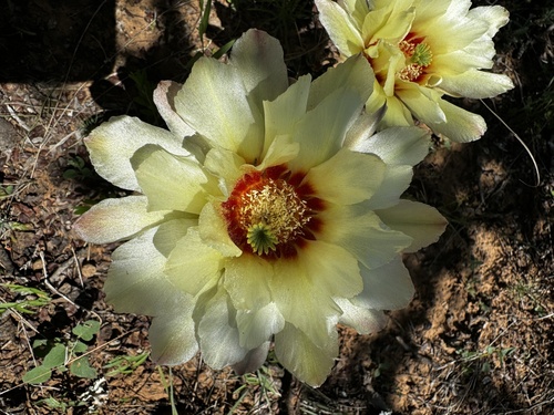 Echinocereus papillosus