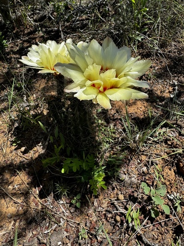 Echinocereus papillosus