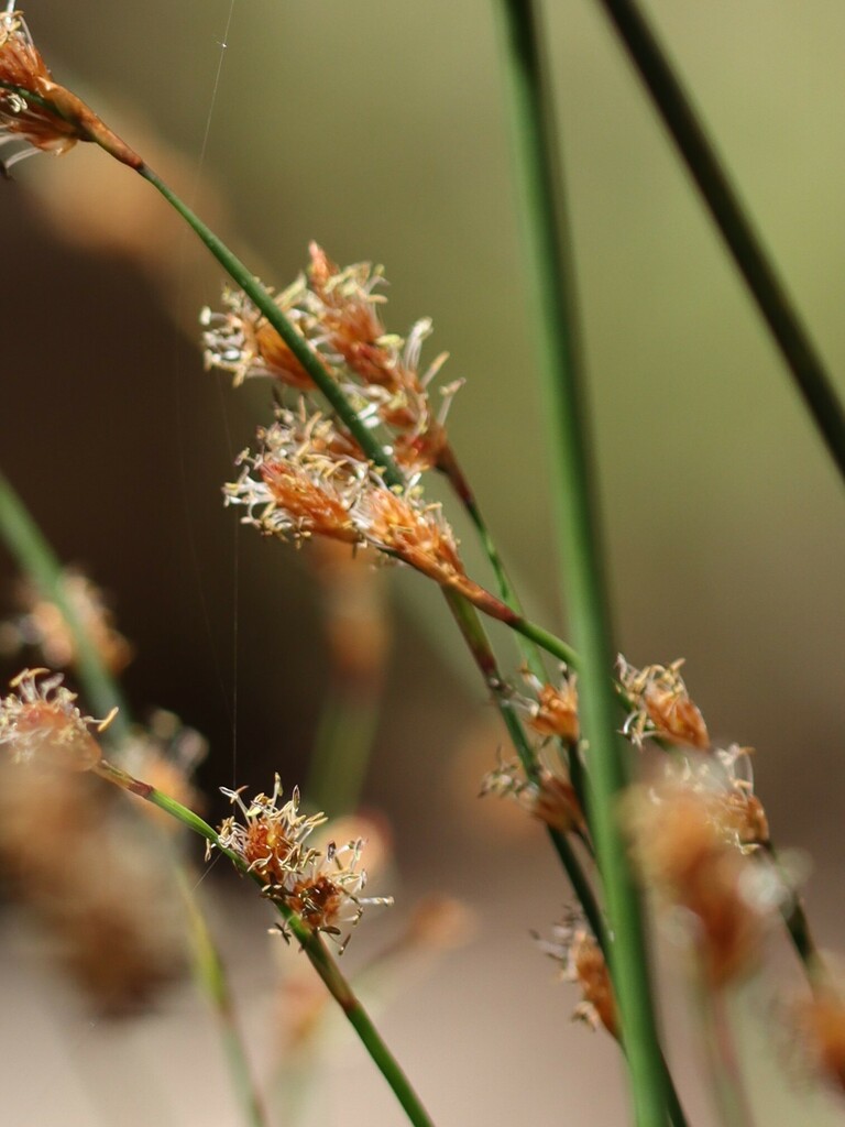 Rushes and Allies from Bellfield VIC 3381, Australia on February 9 ...