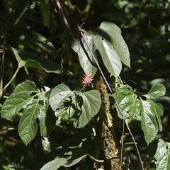 Gurania makoyana image