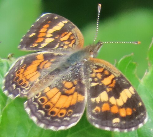 Phaon Crescent photo 5
