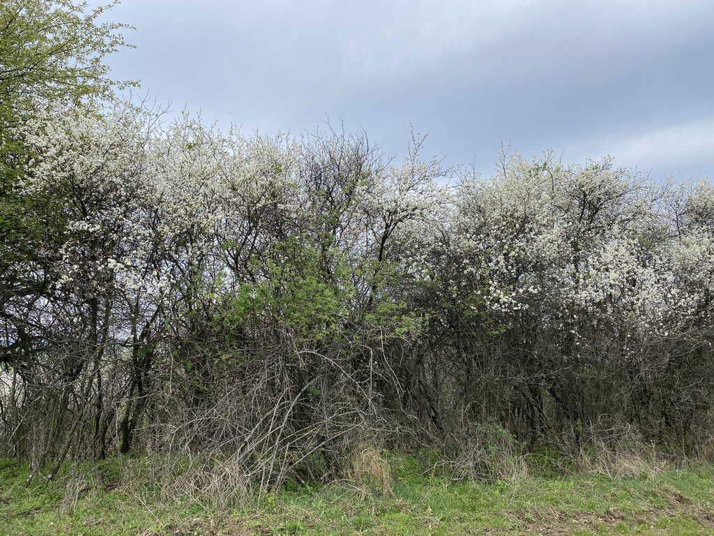 Prunus × simmleri