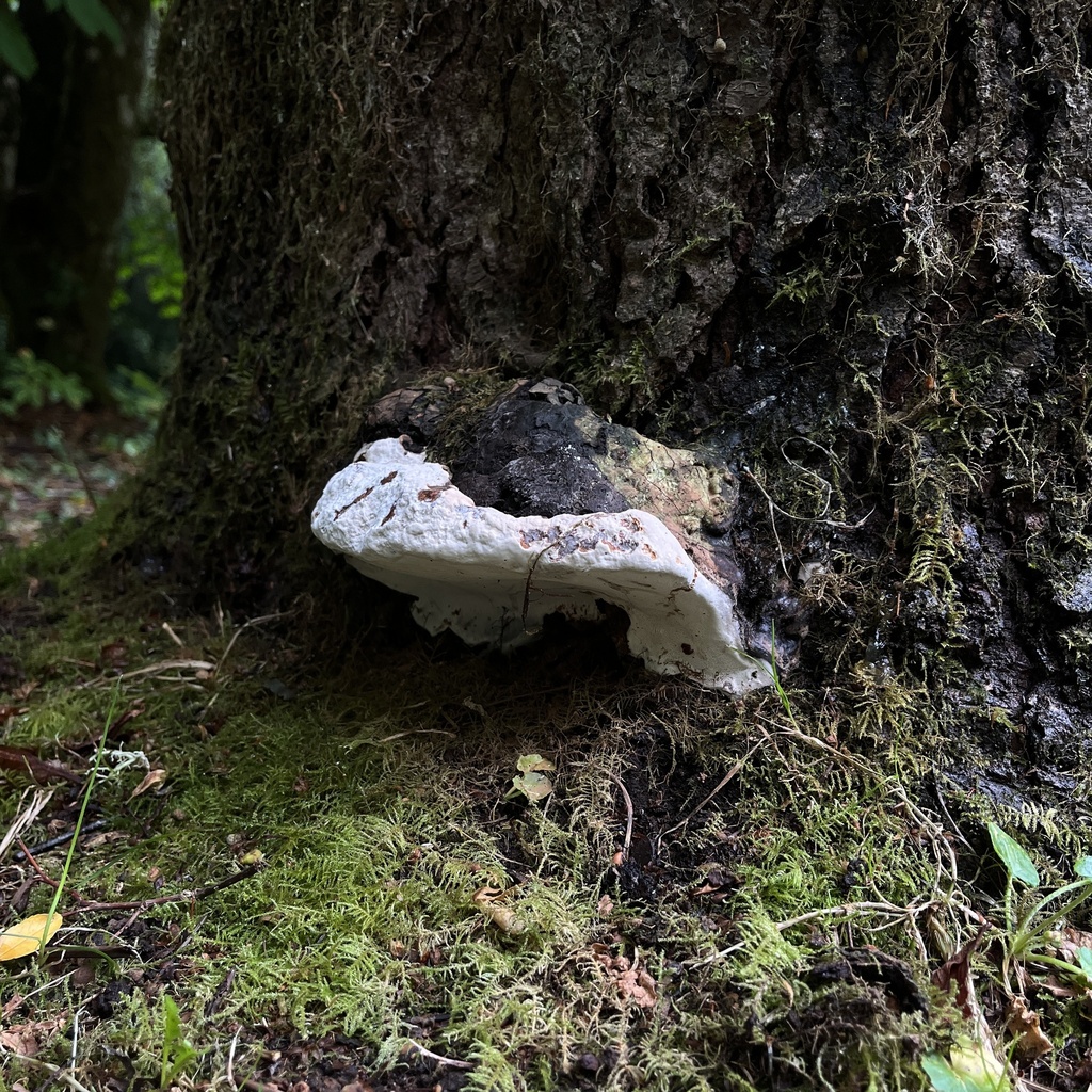 Ganoderma australe · March 2024 · photo: © cristianriquelme (iNaturalist, cc-by)