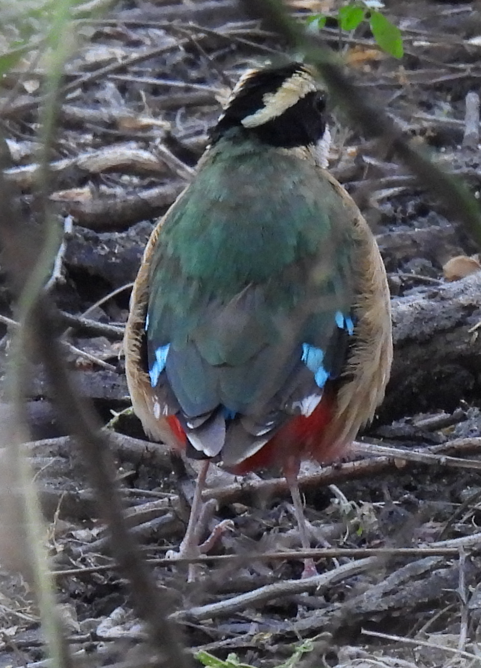 African Pitta (Pitta angolensis), photo 4