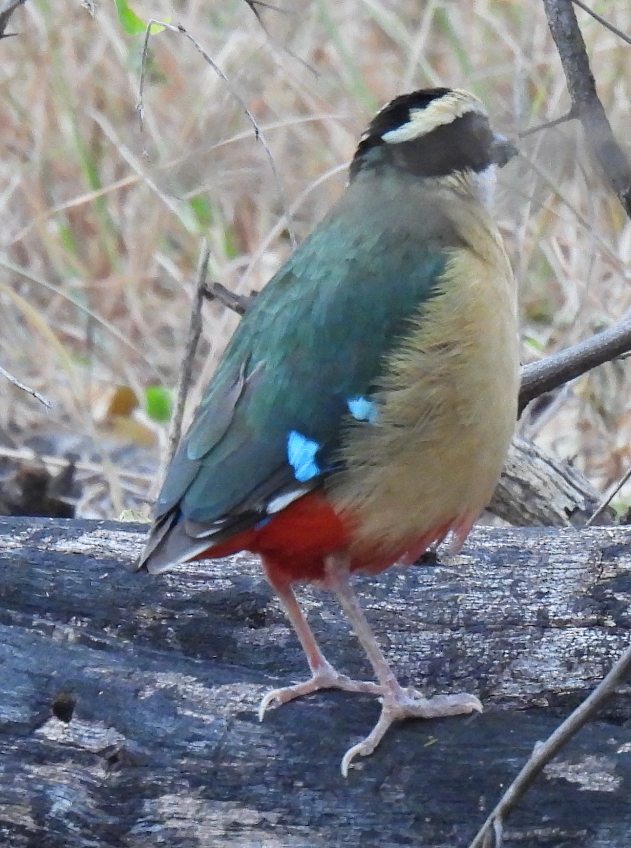 African Pitta (Pitta angolensis), photo 3