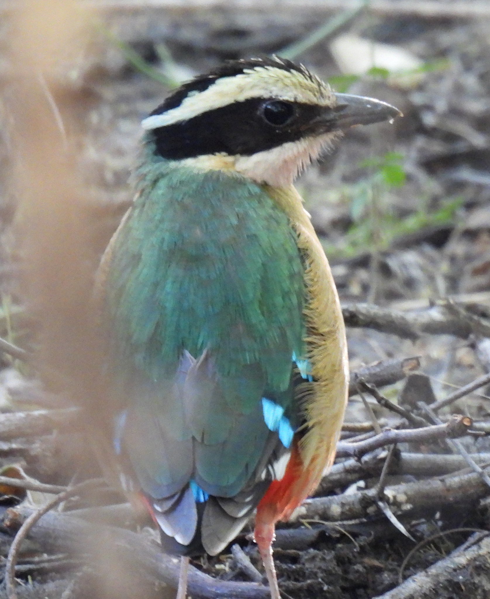 African Pitta (Pitta angolensis), photo 2