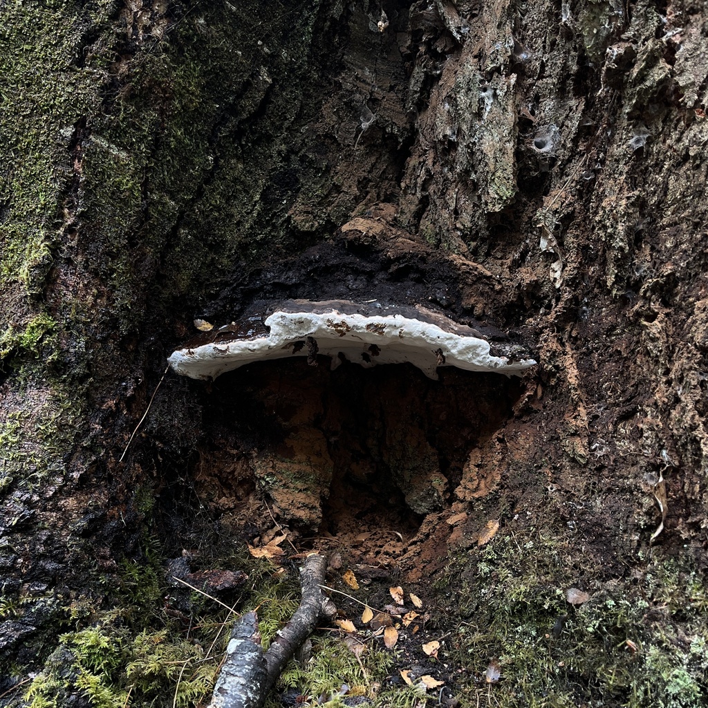 Ganoderma australe · March 2024 · photo: © cristianriquelme (iNaturalist, cc-by)