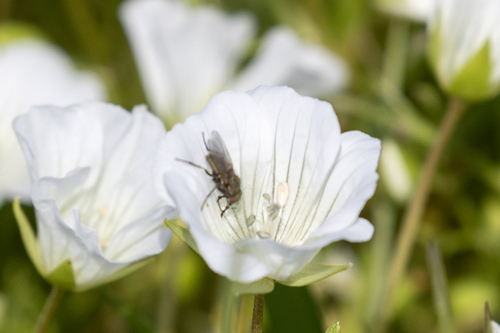iNaturalist observation photo of Muscoid Flies