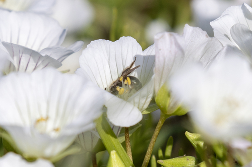 iNaturalist observation photo of Mining Bees