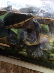 Staurotypus