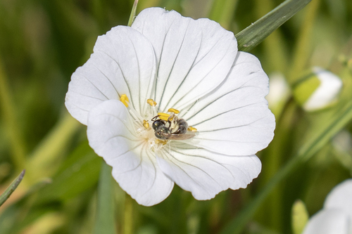 iNaturalist observation photo of Halictini