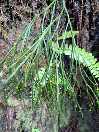 Psilotum nudum observed 2024-03-14
