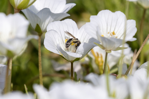 iNaturalist observation photo of Bees