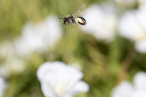 iNaturalist observation photo of Bees