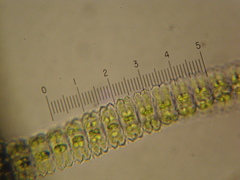 Desmidium