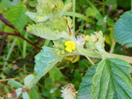 Waltheria indica observed 2024-03-14
