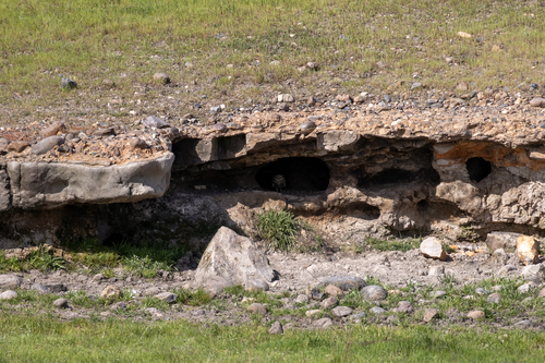 iNaturalist observation photo of Burrowing Owl