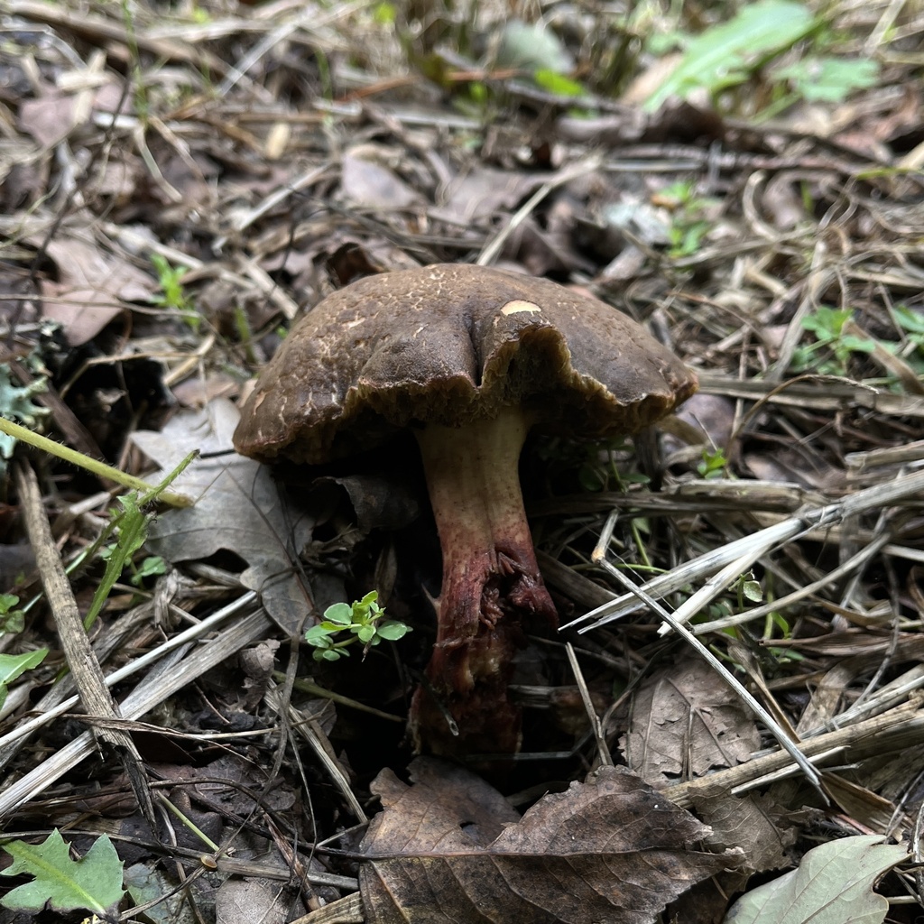 Xerocomellus chrysenteron · March 2024 · photo: © cristianriquelme (iNaturalist, cc-by)