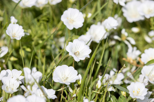 iNaturalist observation photo of white meadowfoam