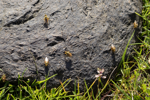 iNaturalist observation photo of Golden Dung Fly