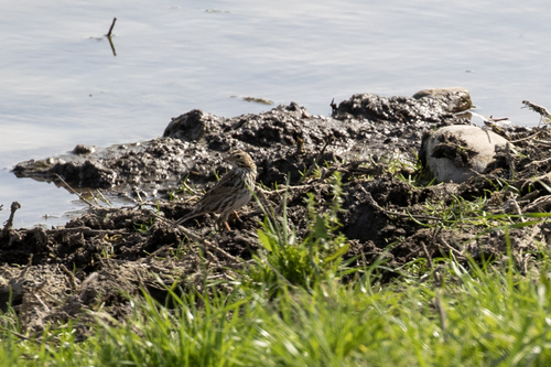 iNaturalist observation photo of Savannah Sparrow