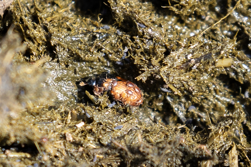iNaturalist observation photo of Mites and Ticks