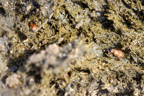 iNaturalist observation photo of Aphodius