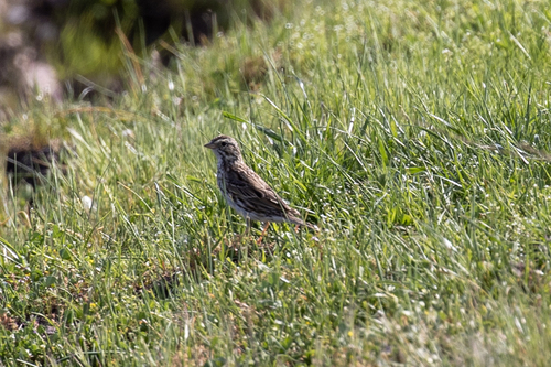 iNaturalist observation photo of Savannah Sparrow