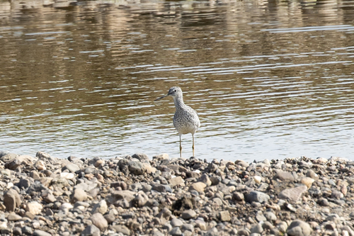 iNaturalist observation photo of Greater Yellowlegs