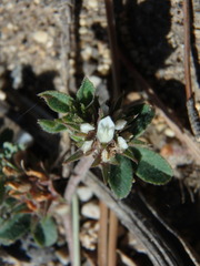 Trifolium scabrum
