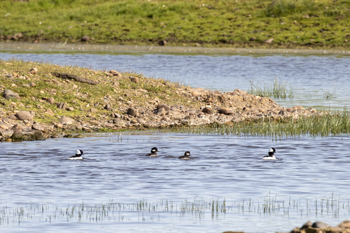 iNaturalist observation photo of Bufflehead