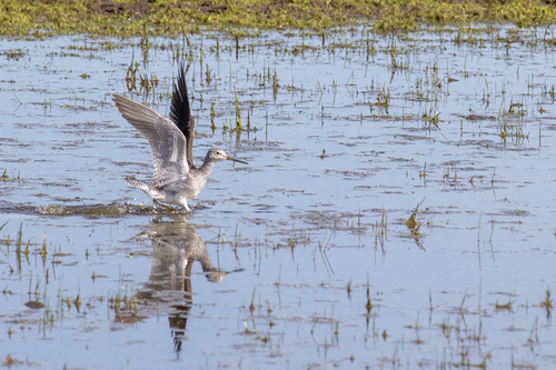 iNaturalist observation photo of Greater Yellowlegs