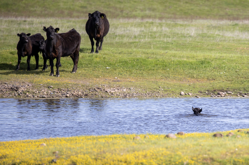 iNaturalist observation photo of Domestic Cattle
