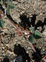 Trifolium scabrum