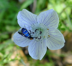 Adela trigrapha