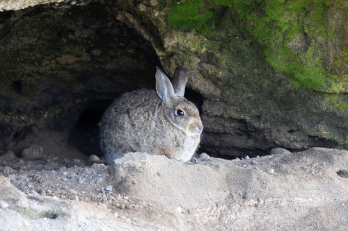 iNaturalist observation photo of Desert Cottontail