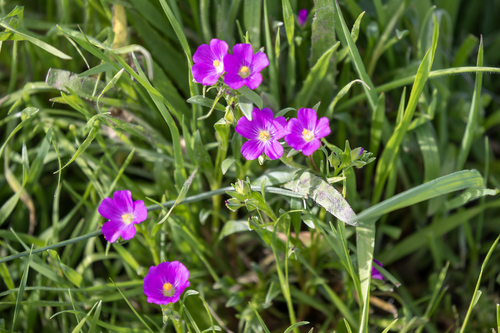 iNaturalist observation photo of redmaids