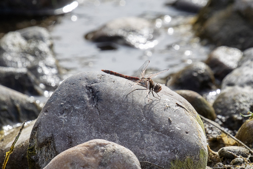iNaturalist observation photo of Variegated Meadowhawk