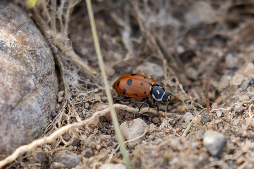 iNaturalist observation photo of Convergent Lady Beetle