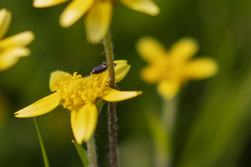 iNaturalist observation photo of Black Scavenger Flies