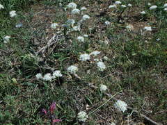 Allium subvillosum
